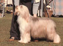 Dogs