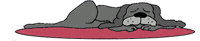 Pet Care